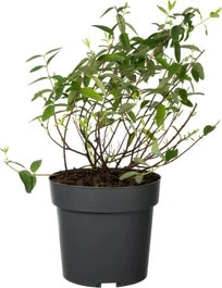 Hersthooi (Hypericum 'Hidcote') D 19 H 30 Cm