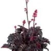 Purperklokje (Heuchera 'Timeless Night') D 19 H 25 Cm 2 Purperklokje (Heuchera 'Timeless Night') D 19 H 25 Cm -Tuin Planten Winkel 8720196724864 0