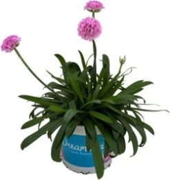 Engels Gras (Armeria 'Dreameria Sweetdreams') D 12 H 22,5 Cm