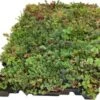 Sempergreen Click 'n Go Sedumtray Light 37,3 X 57,3 Cm 1 Sempergreen Click 'n Go Sedumtray Light 37,3 X 57,3 Cm -Tuin Planten Winkel 8720196785537 0