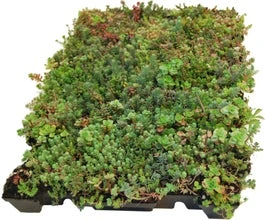 Sempergreen Click 'n Go Sedumtray Light 37,3 X 57,3 Cm 3 Sempergreen Click 'n Go Sedumtray Light 37,3 X 57,3 Cm