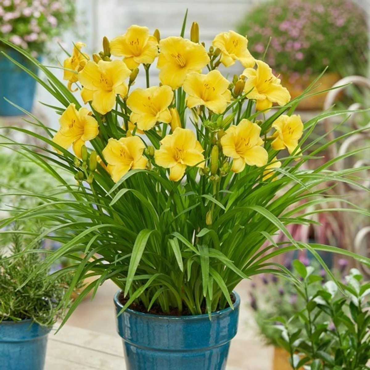 Daglelie (Hemerocallis 'EveryDaylily Gold') D 17 H 45 Cm 4 Daglelie (Hemerocallis 'EveryDaylily Gold') D 17 H 45 Cm - Afbeelding 2