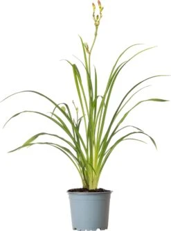 Daglelie (Hemerocallis 'EveryDaylily Cream') D 17 H 45 Cm