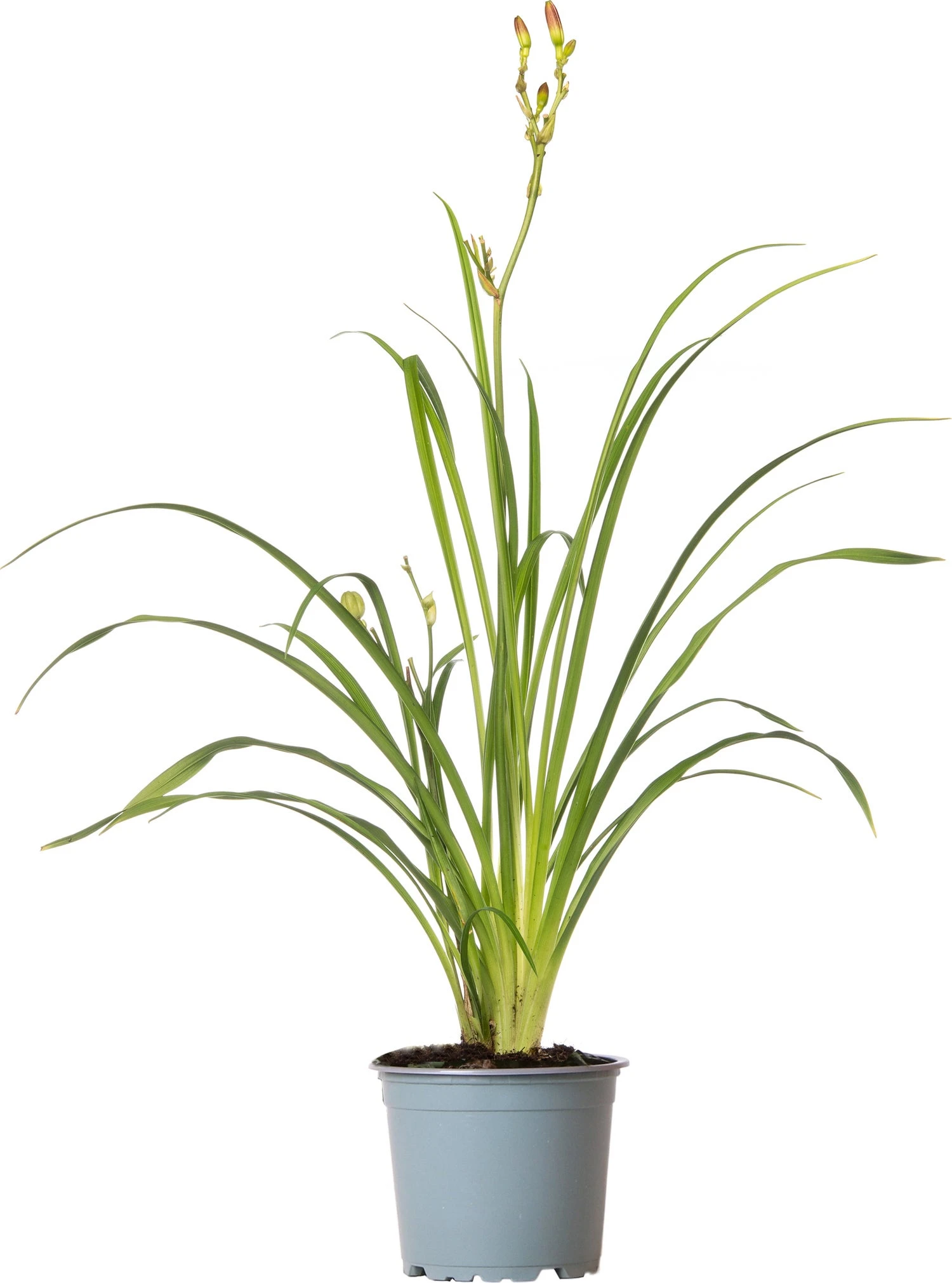 Daglelie (Hemerocallis 'EveryDaylily Cream') D 17 H 45 Cm 3 Daglelie (Hemerocallis 'EveryDaylily Cream') D 17 H 45 Cm