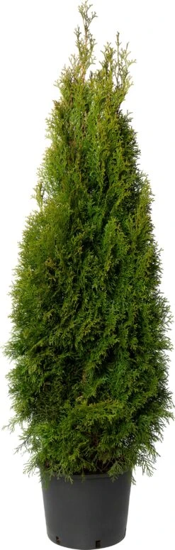 Levensboom (Thuja Occidentalis 'Smaragd') D 21 H 70 Cm