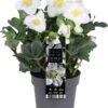 Kerstroos (Helleborus Niger 'Christmas Carol') D 12 H 25 Cm 2 Kerstroos (Helleborus Niger 'Christmas Carol') D 12 H 25 Cm -Tuin Planten Winkel 8720196995387 0