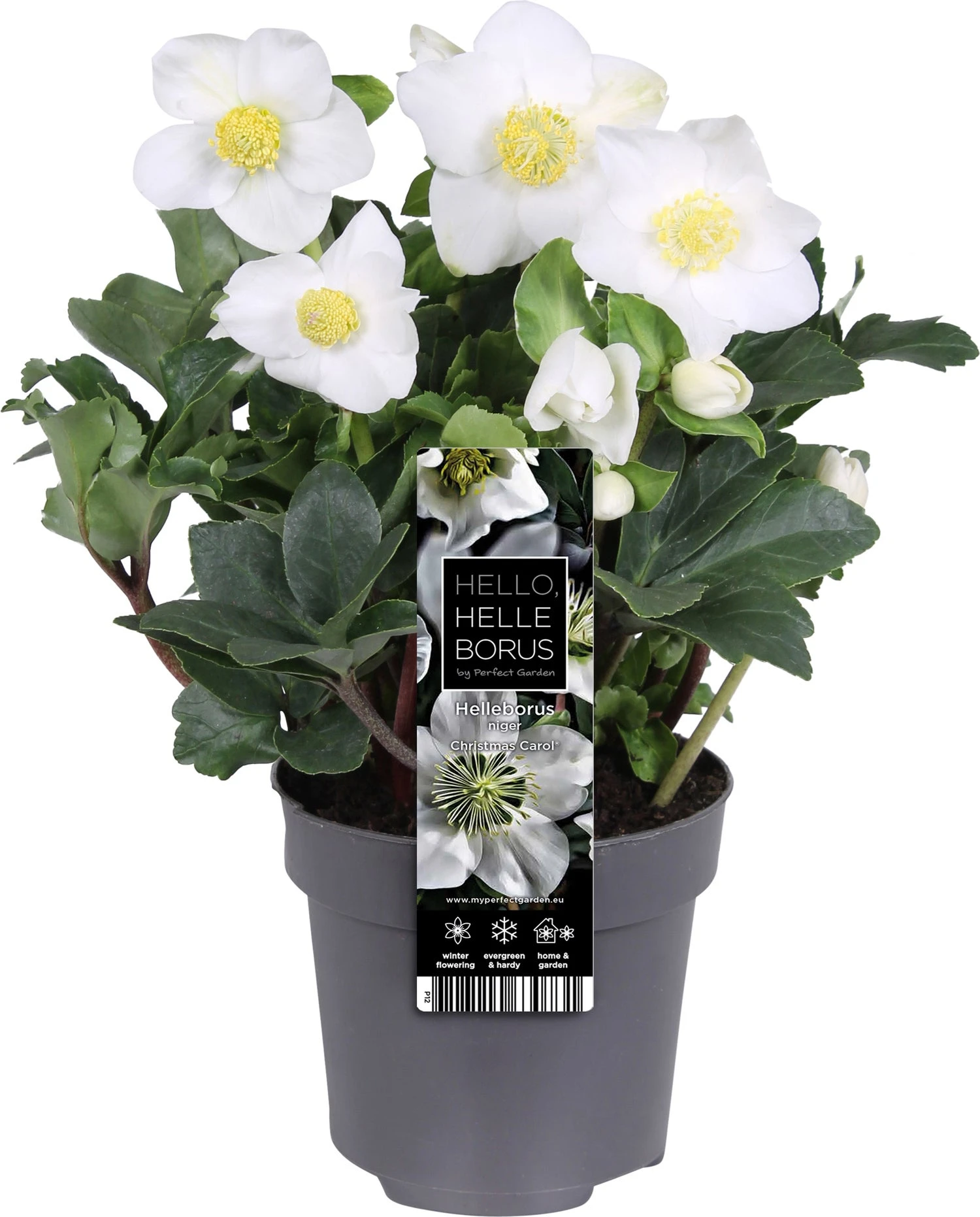 Kerstroos (Helleborus Niger 'Christmas Carol') D 12 H 25 Cm 3 Kerstroos (Helleborus Niger 'Christmas Carol') D 12 H 25 Cm