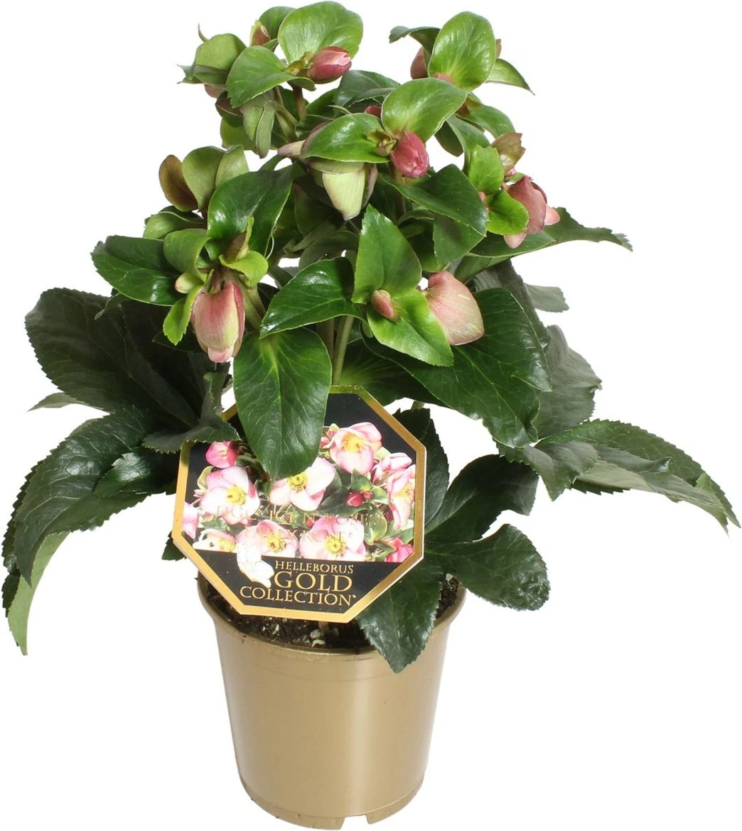 Kerstroos (Helleborus (HGC) 'Ice N' Roses® Early Rose') D 15 H 50 Cm