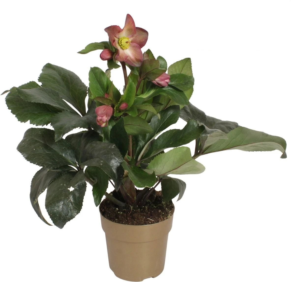 Kerstroos (Helleborus (HGC) 'Ice N' Roses® Pink') D 15 H 40 Cm 3 Kerstroos (Helleborus (HGC) 'Ice N' Roses® Pink') D 15 H 40 Cm