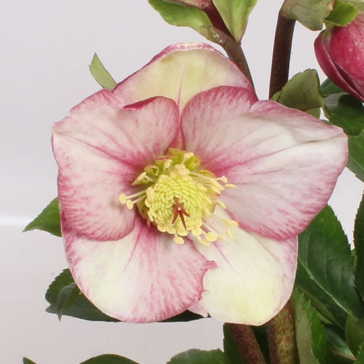 Kerstroos (Helleborus (HGC) 'Ice N' Roses® Pink') D 15 H 40 Cm 4 Kerstroos (Helleborus (HGC) 'Ice N' Roses® Pink') D 15 H 40 Cm - Afbeelding 2