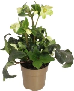 Kerstroos (Helleborus (HGC) 'Ice N' Roses® White') D 15 H 40 Cm