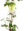 Biologische Witte Druif (Vitis Vin. 'Lakemount') D 23 H 100 Cm 2 Biologische Witte Druif (Vitis Vin. 'Lakemount') D 23 H 100 Cm -Tuin Planten Winkel 8720604876246 0