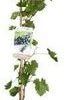 Biologische Blauwe Druif (Vitis Vin. 'Venus') D 23 H 100 Cm 1 Biologische Blauwe Druif (Vitis Vin. 'Venus') D 23 H 100 Cm -Tuin Planten Winkel 8720604876253 0