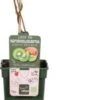 Intratuin Biologische Kiwi (Actinidia Deliciosa 'Jenny') D 23 H 100 Cm 1 Intratuin Biologische Kiwi (Actinidia Deliciosa 'Jenny') D 23 H 100 Cm -Tuin Planten Winkel 8720604876260