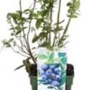 Biologische Blauwe Bes (Vaccinium Corymbosum 'Reka') D 23 H 100 Cm -Tuin Planten Winkel 8720604876338