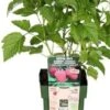 Biologische Framboos (Rubus Id. 'Autumn Chef') D 13 H 45 Cm -Tuin Planten Winkel 8720604877717 0