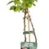 Biologische Framboos (Rubus Id. 'Autumn Chef') D 19 H 55 Cm 1 Biologische Framboos (Rubus Id. 'Autumn Chef') D 19 H 55 Cm -Tuin Planten Winkel 8720604877748 0
