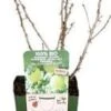 Biologische Groene Kruisbes (Ribes Easycrisp 'Mr. Green') D 13 H 45 Cm -Tuin Planten Winkel 8720812971399 0