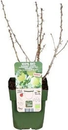 Biologische Groene Kruisbes (Ribes Easycrisp 'Mr. Green') D 13 H 45 Cm