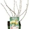 Biologische Groene Kruisbes (Ribes U.-c. Crispa 'Goldling') D 19 H 55 Cm -Tuin Planten Winkel 8720812971481 0