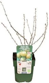 Biologische Groene Kruisbes (Ribes U.-c. Crispa 'Goldling') D 19 H 55 Cm