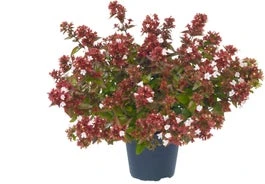 Abelia (Abelia Grandiflora) H 125 Cm 3 Abelia (Abelia Grandiflora) H 125 Cm