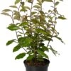 Zilverbladige Olijfwilg (Elaeagnus Ebbingei 'Gilt Edge') H 100 Cm -Tuin Planten Winkel 8720879233768 0
