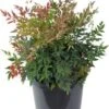 Hemelse Bamboe (Nandina Domestica) H 100 Cm 2 Hemelse Bamboe (Nandina Domestica) H 100 Cm -Tuin Planten Winkel 8720879234321 0