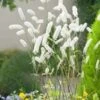Zilverkaars (Actaea Simplex White Pearl) D 9 H 15 Cm 2 Zilverkaars (Actaea Simplex White Pearl) D 9 H 15 Cm -Tuin Planten Winkel 8720879235076 0