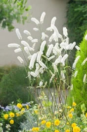 Zilverkaars (Actaea Simplex White Pearl) D 9 H 15 Cm