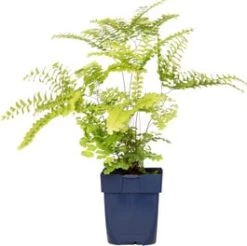 Venushaar (Adiantum Pedatum) D 9 H 15 Cm