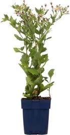 Aster (Aster Ageratoides 'Asran') D 15 H 15 Cm