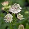 Zeeuws Knoopje (Astrantia Major 'Claret') D 9 H 15 Cm 2 Zeeuws Knoopje (Astrantia Major 'Claret') D 9 H 15 Cm -Tuin Planten Winkel 8720879235236 0
