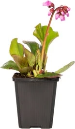 Schoenlappersplant (Bergenia Cordifolia) D 15 H 30 Cm
