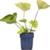 Kaukasische Vergeet-mij-niet (Brunnera Macrophylla) D 15 H 15 Cm -Tuin Planten Winkel 8720879235281 0