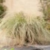 Zegge (Carex Comans 'Frosted Curls') D 23 H 40 Cm 2 Zegge (Carex Comans 'Frosted Curls') D 23 H 40 Cm -Tuin Planten Winkel 8720879235335 0