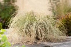 Zegge (Carex Comans 'Frosted Curls') D 23 H 40 Cm