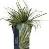 Zegge (Carex Oshimensis 'Evercream') D 23 H 40 Cm 1 Zegge (Carex Oshimensis 'Evercream') D 23 H 40 Cm -Tuin Planten Winkel 8720879235342 0