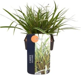 Japanse Zegge (Carex Morrowii 'Everglow') D 23 H 40 Cm 3 Japanse Zegge (Carex Morrowii 'Everglow') D 23 H 40 Cm