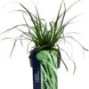 Zegge (Carex Oshimensis 'Everlime') D 23 H 40 Cm