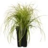 Zegge (Carex Oshimensis 'Eversheen') D 23 H 40 Cm 2 Zegge (Carex Oshimensis 'Eversheen') D 23 H 40 Cm -Tuin Planten Winkel 8720879235380 0