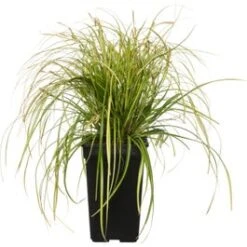 Zegge (Carex Oshimensis 'Eversheen') D 23 H 40 Cm
