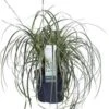 Japanse Zegge (Carex Morrowii 'Feather Falls') D 23 H 40 Cm 1 Japanse Zegge (Carex Morrowii 'Feather Falls') D 23 H 40 Cm -Tuin Planten Winkel 8720879235397 0