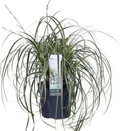 Japanse Zegge (Carex Morrowii 'Feather Falls') D 23 H 40 Cm 3 Japanse Zegge (Carex Morrowii 'Feather Falls') D 23 H 40 Cm