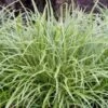 Japanse Zegge (Carex Morrowii 'Ice Dance') D 23 H 40 Cm 2 Japanse Zegge (Carex Morrowii 'Ice Dance') D 23 H 40 Cm -Tuin Planten Winkel 8720879235434 0