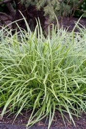 Japanse Zegge (Carex Morrowii 'Ice Dance') D 23 H 40 Cm 3 Japanse Zegge (Carex Morrowii 'Ice Dance') D 23 H 40 Cm