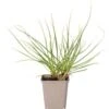 Pampasgras (Cortaderia Selloana) D 23 H 40 Cm 1 Pampasgras (Cortaderia Selloana) D 23 H 40 Cm -Tuin Planten Winkel 8720879235526 0