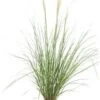 Pampasgras (Cortaderia Selloana 'Pumila') D 9 H 15 Cm 2 Pampasgras (Cortaderia Selloana 'Pumila') D 9 H 15 Cm -Tuin Planten Winkel 8720879235533 0