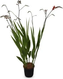 Montbretia (Crocosmia 'Red King') D 9 H 15 Cm 3 Montbretia (Crocosmia 'Red King') D 9 H 15 Cm