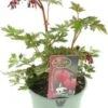 Gebroken Hartje (Dicentra Spectabilis 'Valentine') D 9 H 15 Cm 2 Gebroken Hartje (Dicentra Spectabilis 'Valentine') D 9 H 15 Cm -Tuin Planten Winkel 8720879235649 0